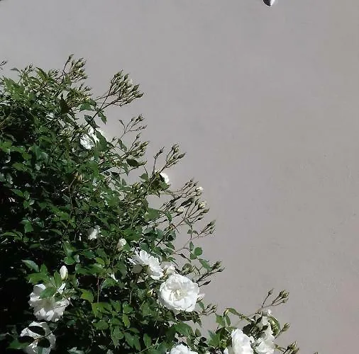 فندق أورسا ماغيوري أناكابْري